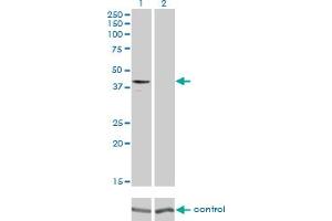 Western blot analysis of GPR175 over-expressed 293 cell line, cotransfected with GPR175 Validated Chimera RNAi (Lane 2) or non-transfected control (Lane 1). (GPR175 抗体  (AA 281-371))