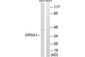 Western blot analysis of extracts from MCF-7 cells, using OR5A1 Antibody. (OR5A1 抗体  (AA 240-289))