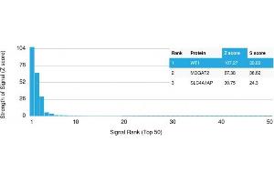 Analysis of Protein Array containing more than 19,000 full-length human proteins using Wilm's Tumor Mouse Recombinant Monoclonal Antibody (rWT1/857). (Recombinant WT1 抗体)