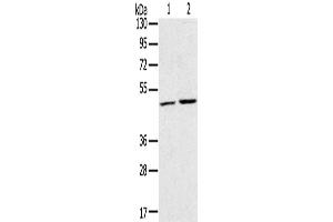 Western Blotting (WB) image for anti-Ras-Related GTP Binding C (RRAGC) antibody (ABIN2430777) (GTR2 抗体)