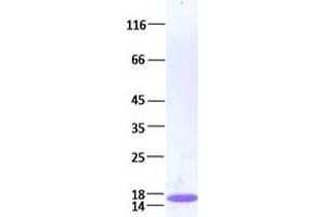 Validation with Western Blot (Histone Cluster 3, H3 (HIST3H3) 蛋白)