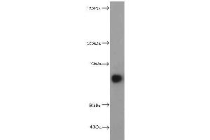 Western Blotting (WB) image for anti-Hepatic and Glial Cell Adhesion Molecule (HEPACAM) antibody (ABIN2932707) (HEPACAM 抗体)