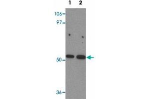 Western blot analysis of BANP in mouse kidney tissue lysate with BANP polyclonal antibody  at (1) 1 and (2) 2 ug/mL. (BANP 抗体  (Internal Region))