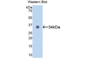 Western Blotting (WB) image for anti-Mitogen-Activated Protein Kinase 14 (MAPK14) (AA 19-279) antibody (ABIN1859754) (MAPK14 抗体  (AA 19-279))