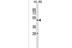 ZBTB47 Antibody (Center) (ABIN1538012 and ABIN2849876) western blot analysis in HL-60 cell line lysates (35 μg/lane). (ZBTB47 抗体  (AA 191-218))
