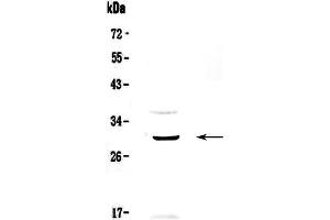 Western blot analysis of GPCR GPR40 using anti-GPCR GPR40 antibody . (FFAR1 抗体)