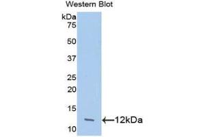 Western Blotting (WB) image for anti-Chemokine (C-C Motif) Ligand 24 (CCL24) (AA 27-119) antibody (ABIN1078373) (CCL24 抗体  (AA 27-119))