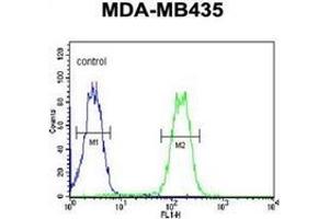 Flow cytometric analysis of MDA-MB435 cells using LYRM4 Antibody (Center) Cat. (LYRM4 抗体  (Middle Region))