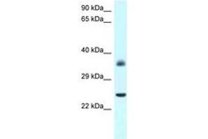 Image no. 1 for anti-Jun D Proto-Oncogene (JUND) (AA 90-139) antibody (ABIN6747509) (JunD 抗体  (AA 90-139))