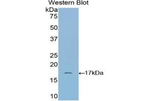 Detection of Recombinant RNASE1, Bovine using Polyclonal Antibody to Ribonuclease A (RNase A) (RNASE1 抗体  (AA 31-150))