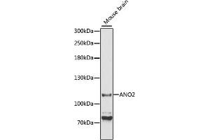 Western blot analysis of extracts of mouse brain, using ANO2 antibody (ABIN6291636) at 1:3000 dilution. (Anoctamin 2 抗体)