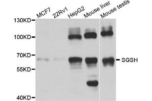 Western blot analysis of extract of various cells, using SGSH antibody. (SGSH 抗体)