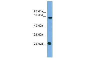 C21ORF45 antibody used at 1 ug/ml to detect target protein.
