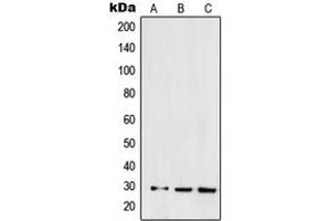 Western blot analysis of SNAI1 expression in HEK293 (A), NCIH460 (B), Caki1 (C) whole cell lysates. (SNAIL 抗体  (C-Term))