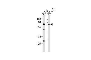 Western blot analysis of lysates from PC-3, NCCIT cell line (from left to right), using TBX22 Antibody (C-term) (ABIN6243313 and ABIN6577614). (T-Box 22 抗体  (C-Term))