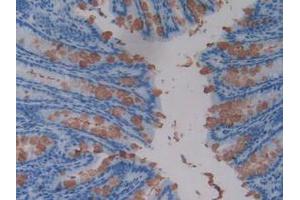 IHC-P analysis of Mouse Intestine Tissue, with DAB staining. (TFF3 抗体  (AA 23-81))