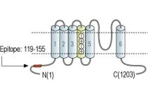 Representative domain view of the target of ABIN7043284.