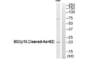 Western blot analysis of extracts from K562 cells, using BID (p15, Cleaved-Asn62) antibody. (BID 抗体  (Cleaved-Asn62, Subunit 15))