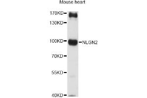 Western blot analysis of extracts of mouse heart, using NLGN2 antibody (ABIN6290687) at 1:3000 dilution. (Neuroligin 2 抗体)