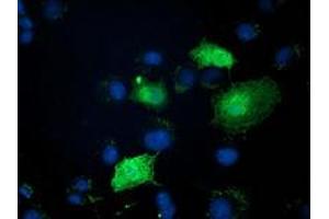 Immunofluorescence (IF) image for anti-Zinc Finger, AN1-Type Domain 2B (ZFAND2B) antibody (ABIN1501801) (ZFAND2B 抗体)