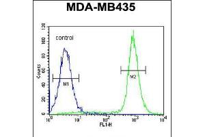 Flow cytometric analysis of MDA-MB435 cells (right histogram) compared to a negative control cell (left histogram). (IBTK 抗体  (AA 586-613))