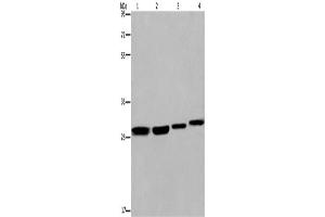 Western Blotting (WB) image for anti-Ets Variant 7 (ETV7) antibody (ABIN2423403) (ETV7 抗体)
