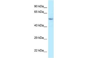 WB Suggested Anti-Fam114a2 Antibody Titration: 1. (FAM114A2 抗体  (C-Term))