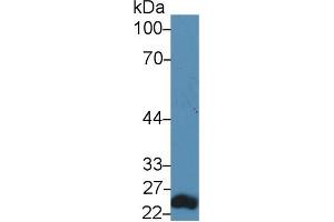 Western blot analysis of Mouse Lung lysate, using Human RAGE Antibody (5 µg/ml) and HRP-conjugated Goat Anti-Rabbit antibody ( (MOK 抗体  (AA 173-418))