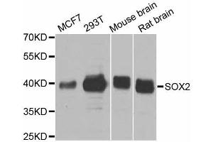 Western Blotting (WB) image for anti-SRY (Sex Determining Region Y)-Box 2 (SOX2) (AA 1-140) antibody (ABIN3021003)