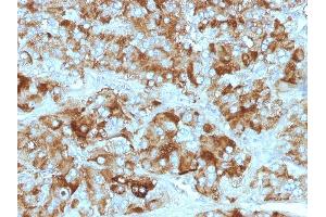 Formalin-fixed, paraffin-embedded Adrenal Gland stained with Chromogranin A Monoclonal Antibody (CGA/413+ CHGA/777+ CHGA/798) (Chromogranin A 抗体)