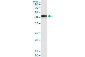 Immunoprecipitation of TEX13A transfected lysate using anti-TEX13A MaxPab rabbit polyclonal antibody and Protein A Magnetic Bead , and immunoblotted with TEX13A MaxPab mouse polyclonal antibody (B01) . (TEX13A 抗体  (AA 1-409))