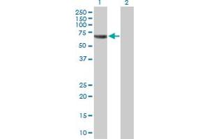 Western Blot analysis of TRAF5 expression in transfected 293T cell line by TRAF5 MaxPab polyclonal antibody. (TRAF5 抗体  (AA 1-557))