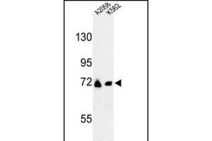 Western blot analysis of GFPT2 Antibody (Center) (ABIN653230 and ABIN2842763) in , K562 cell line lysates (35 μg/lane). (GFPT2 抗体  (AA 175-201))