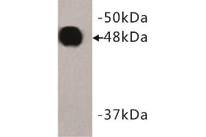 Western Blotting (WB) image for anti-Keratin 18 (KRT18) (C-Term) antibody (ABIN1854879) (Cytokeratin 18 抗体  (C-Term))