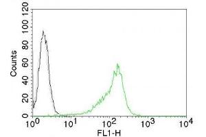 Image no. 2 for anti-Nucleolar / Nucleoli antibody (ABIN6153718) (Nucleolar / Nucleoli 抗体)