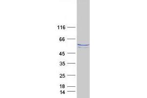 Validation with Western Blot