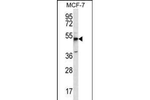 MBOAT4 Antibody (Center) (ABIN656250 and ABIN2845565) western blot analysis in MCF-7 cell line lysates (35 μg/lane). (MBOAT4 抗体  (AA 258-287))