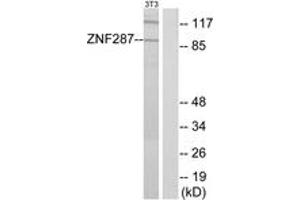 Western blot analysis of extracts from NIH-3T3 cells, using ZNF287 Antibody. (ZNF287 抗体  (AA 241-290))