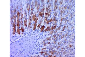 Paraformaldehyde-fixed, paraffin embedded rat stomach; Antigen retrieval by boiling in sodium citrate buffer (pH6.