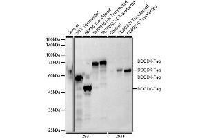 Western blot analysis of extracts of normal 293T and 293F cells, 293T transfected with IRF1 Protein, GSK3B Protein,and SERPINB1 Protein ,293F transfected with COPB2 Protein using Mouse anti DDDDK-Tag mAb antibody (ABIN3020558, ABIN3020559, ABIN3020560 and ABIN1512923) at 1:1000 dilution. (DYKDDDDK Tag 抗体)