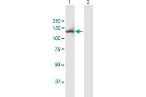 Western Blot analysis of NLRP2 expression in transfected 293T cell line by NLRP2 MaxPab polyclonal antibody. (NLRP2 抗体  (AA 1-1062))