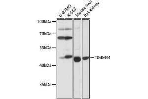 Western blot analysis of extracts of various cell lines, using TIMM44 antibody (ABIN7270927) at 1:1000 dilution. (TIMM44 抗体  (AA 153-452))