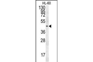 PG Antibody (C-term) (ABIN651918 and ABIN2840453) western blot analysis in HL-60 cell line lysates (15 μg/lane). (Pgap2 抗体  (C-Term))