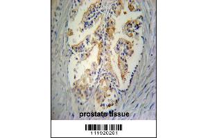 STC2 Antibody immunohistochemistry analysis in formalin fixed and paraffin embedded human prostate tissue followed by peroxidase conjugation of the secondary antibody and DAB staining. (Stanniocalcin 2 抗体  (C-Term))