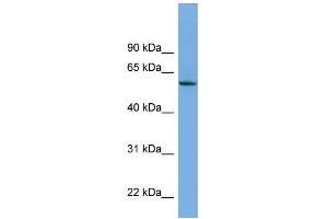 WB Suggested Anti-NLK Antibody Titration: 0. (Nemo-Like Kinase 抗体  (Middle Region))