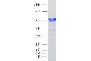 Western Blotting (WB) image for Zinc Finger and BTB Domain Containing 3 (ZBTB3) protein (Myc-DYKDDDDK Tag) (ABIN2735776)