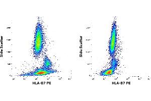 Flow cytometry surface staining patterns of human peripheral whole blood of HLA-B7 positive (left) and negative (right) blood donors stained using anti-HLA-B7 (BB7. (HLA B7 抗体  (PE))
