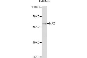 Western blot analysis of extracts of U-87MG cells, using MAZ antibody (ABIN6293358) at 1:3000 dilution.