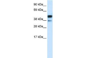 WB Suggested Anti-CTBP1 Antibody Titration:  0. (CTBP1 抗体  (C-Term))