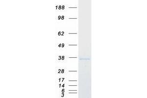 Validation with Western Blot